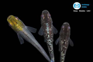 11/21up!ʪåȡ¼ץ쥼ġǽ̤Τץȥꥪåȡ