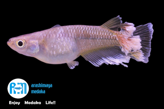 11/21up!ʪեޡȥꥪåȡ