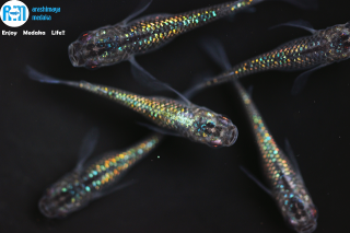 11/21up!ʪ꡼󥹥꡼ҥĹ5ɤåȡ