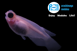 11/22up!ʪԥ󥯥ѥܡȾ2ڥåȡ