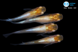 11/22up!ʪӡڸڥåȡ