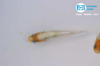 11/29up!ʪۥ磻ȥޥޥꥢ2ڥåȡ