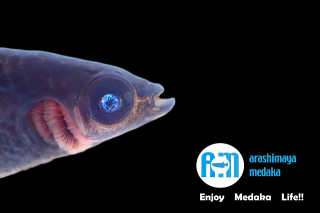 11/29up!ʪ֤åȡץ鳸ʤAMBLOOD֥롼ηɤåȡ