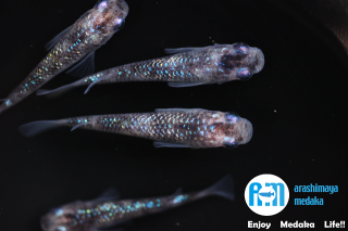 12/02up!ʪåեųڰä5ɤåȡ