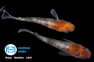 12/02up!ʪγWI-03ˡųڰäˣڥåȡ