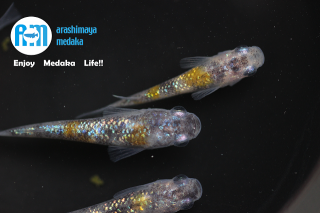 12/02up!ʪåեɤåȡ