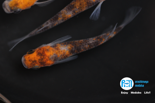 12/02up!ʪž夬äƤޤϤˤäAM32ڥåȡ