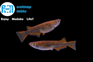 12/02up!ʪAMʲ˷ڥåȡ