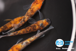 12/03up!ʪлᣲڥåȡ