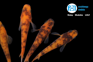 12/03up!ʪ϶ӽڥåȡ