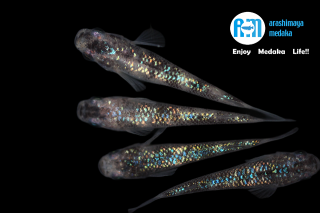 12/03up!ʪåեųڰäˣɤåȡ