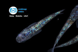 12/07up!������ʪ�����å��ե����������ųڰä�������ˣ�ɤ���åȡ�