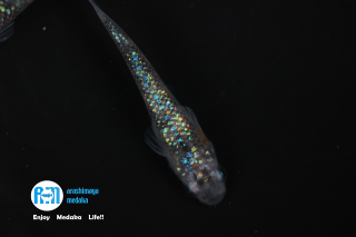 12/12up!������ʪ�����å��ե��������ųڰä�������ˣ�ɤ���åȡ�