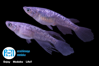 12/15up!������ʪ���ե饤�󥰥ӡ������ѥ�������ᣵɤ���åȡ�