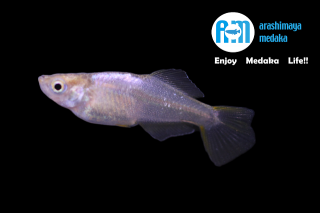 12/15up!������ʪ������ϥ���С��ҥ��ꣵɤ���åȡ�