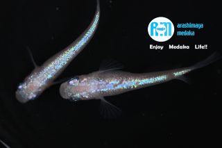 12/16up!������ʪ���ԥ���塼��2�ڥ����åȡ�