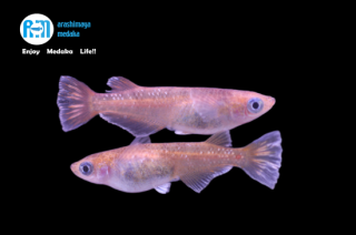 12/17up!������ʪ�����å����åɣ��ڥ����åȡ�