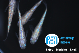 12/19up!������ʪ���ԥ���塼��2�ڥ����åȡ�