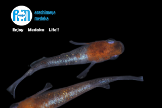 12/19up!������ʪ����������γ�����WI-03�ˡ��ųڰä�������ˣ��ڥ����åȡ�