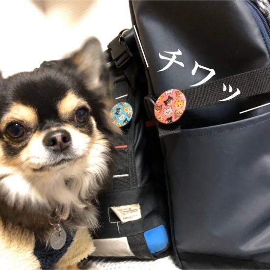 わんちゃんわんわんねこにゃんにゃん 缶バッジ チワワ・ジャップ・Jr