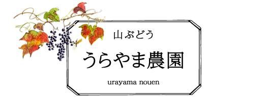 書籍 山形朝日村における 山ぶどう栽培 新技術 自費出版 うらやま農園 山ぶどう栽培 山形県鶴岡市 書籍 山形朝日村における 山ぶどう栽培 新技術 自費出版 うらやま農園 山ぶどう栽培 山形県鶴岡市