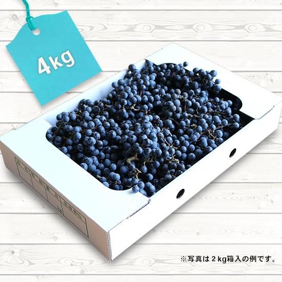 山ぶどう4kg 月山山麓育ち 農家直送 うらやま農園 山ぶどう栽培 山形県鶴岡市