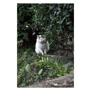 nagasaki-no neco 長崎の猫雑貨 post card 066