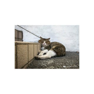 nagasaki-no neco 長崎の猫雑貨 post card 092
