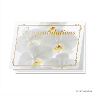  ꡼ƥ Congratulations ĳ