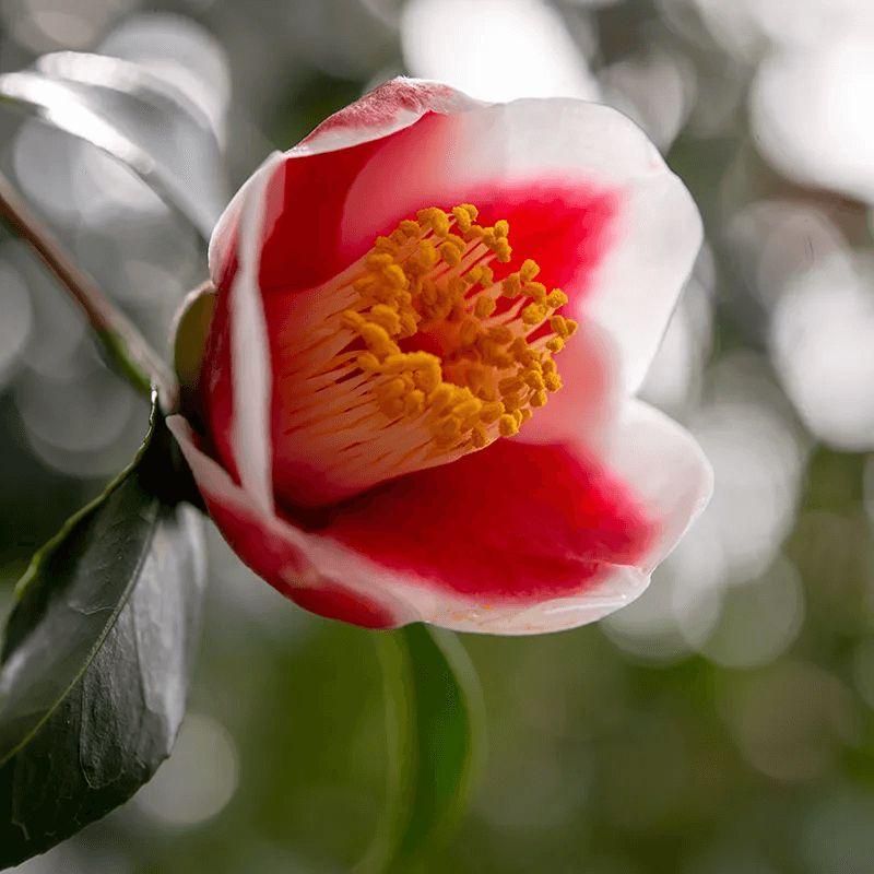 通販]石丸文行堂 長崎美景 インク 五島椿ホワイトレッド 20ml| 石丸文