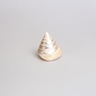 タカセ貝