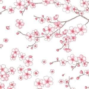 CHERRY BLOSSOMS (꡼֥å/)