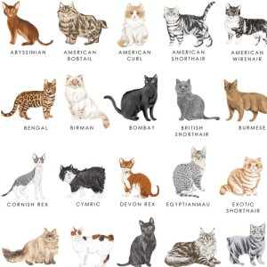 CAT PICTURE BOOK(キャット ピクチャー ブック)/転写紙 猫柄 ネコ 可愛い キュート 動物柄 