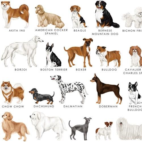 DOG PICTURE BOOK(ドッグピクチャーブック) | 転写紙 犬柄 イヌ