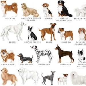DOG PICTURE BOOK(ドッグピクチャーブック)/転写紙 犬柄 イヌ 可愛い キュート 動物柄 