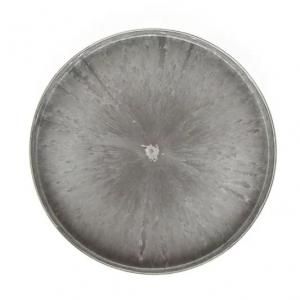 ڻƥץʡۥ饷å饦ɥȥ쥤(졼)(M)(̵ʤ꼡轪λ)/ ȥ졼 쥬 ƥĴ 