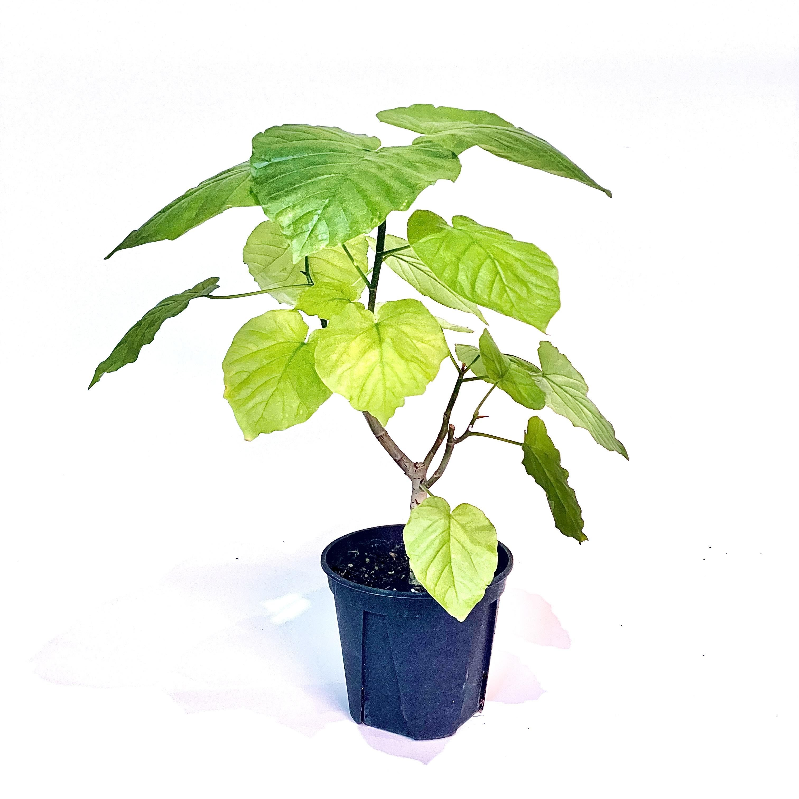 Ficus umbellataフィカス ウンベラータ5号 - GREENLife JOURNAL Ficus umbellataフィカス ウンベラータ5号 - GREENLife JOURNAL
