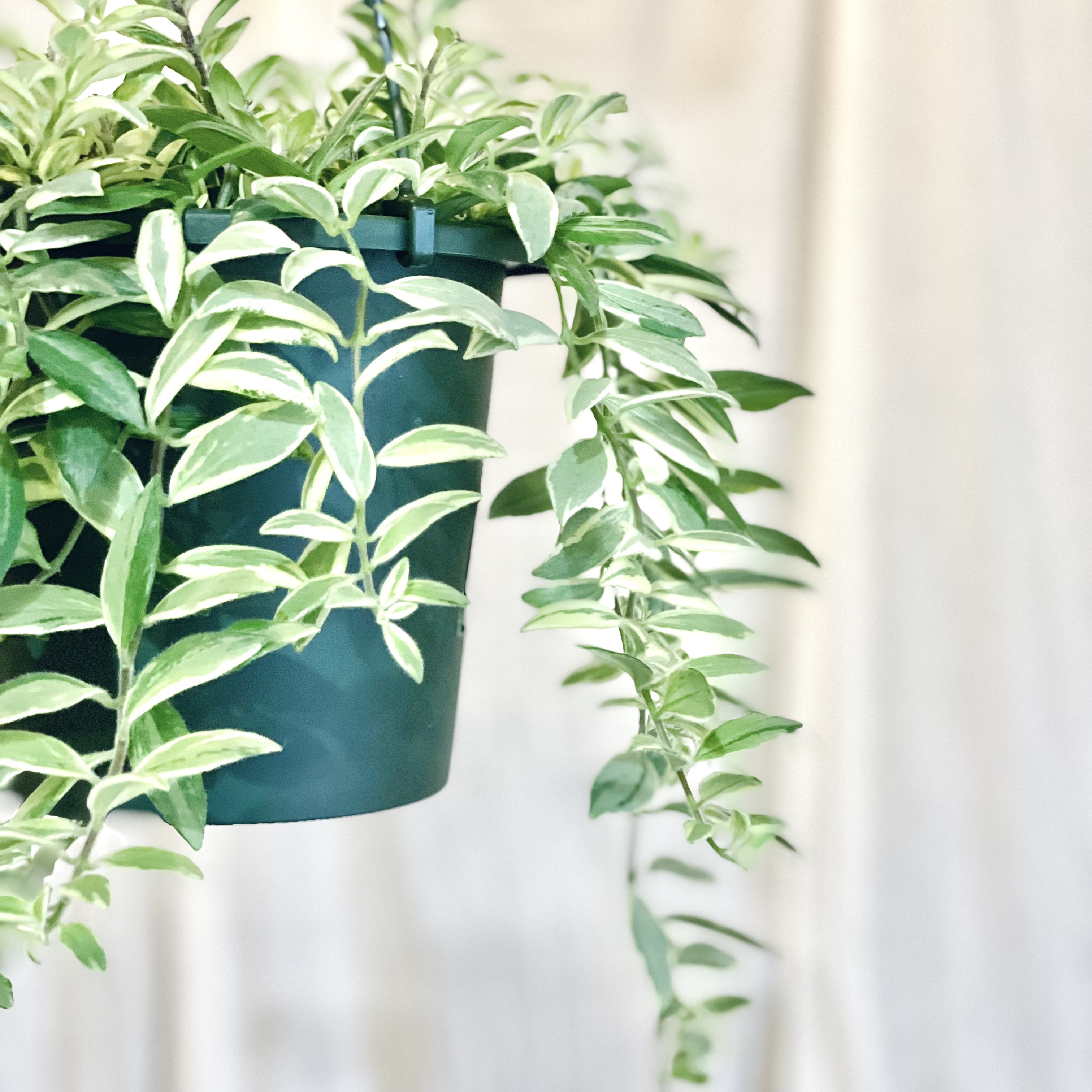 Aeschynanthus bolero エスキナンサス ボレロ ビコローレ 5号