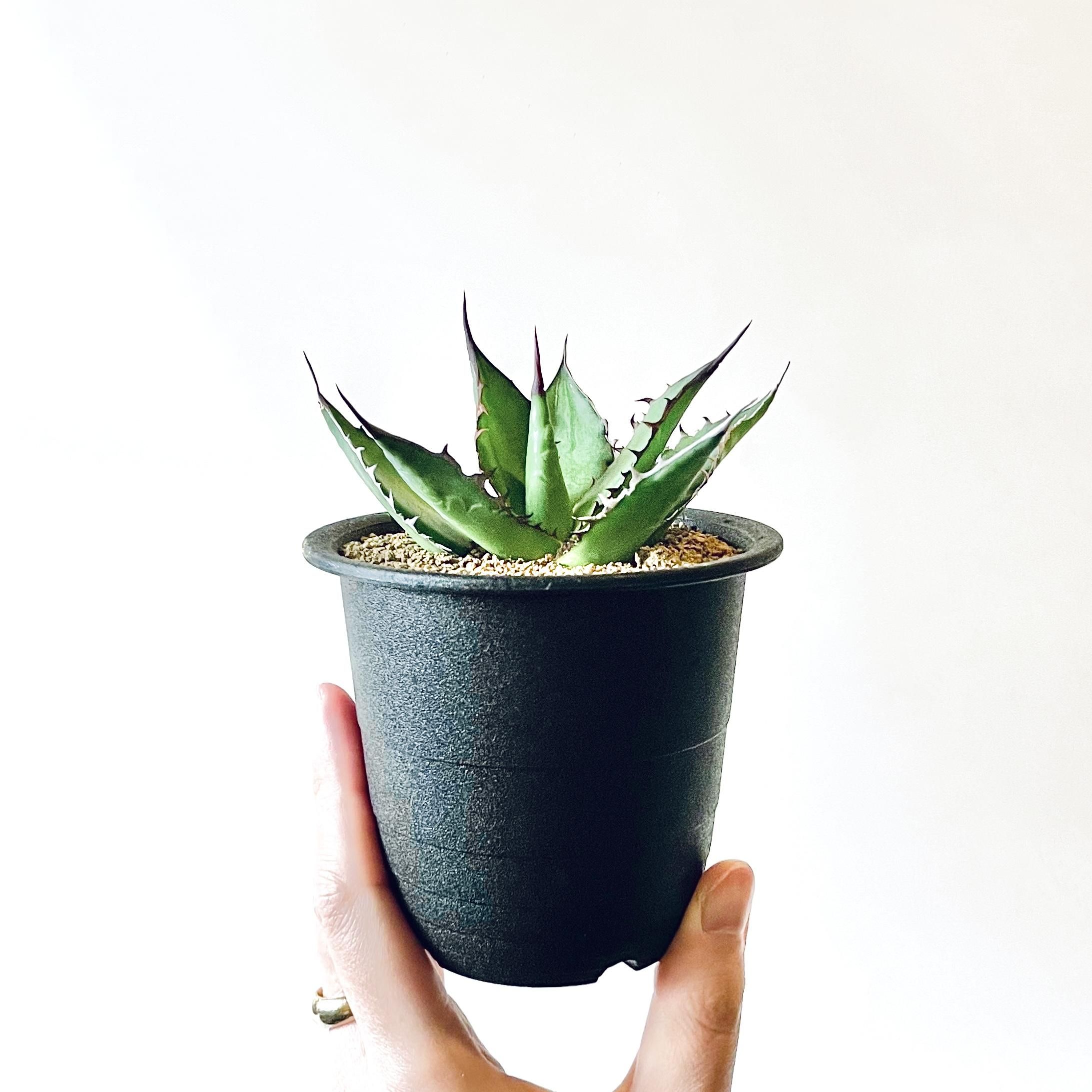Agave horridaアガベ ホリダ 3号置き鉢 - GREENLife JOURNAL Agave horridaアガベ ホリダ 3号置き鉢 - GREENLife JOURNAL