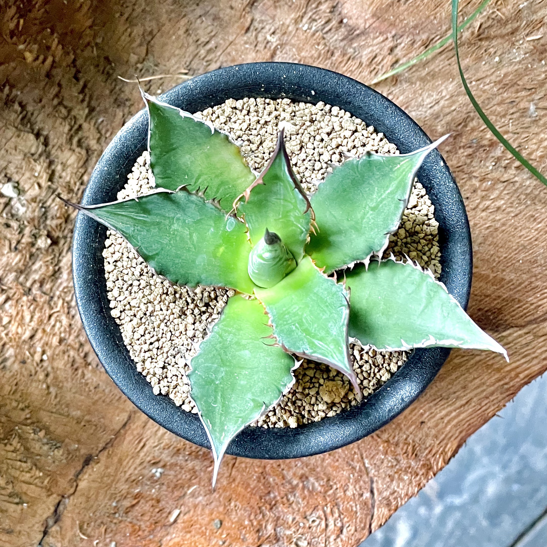 Agave horridaアガベ ホリダ 3号置き鉢 - GREENLife JOURNAL