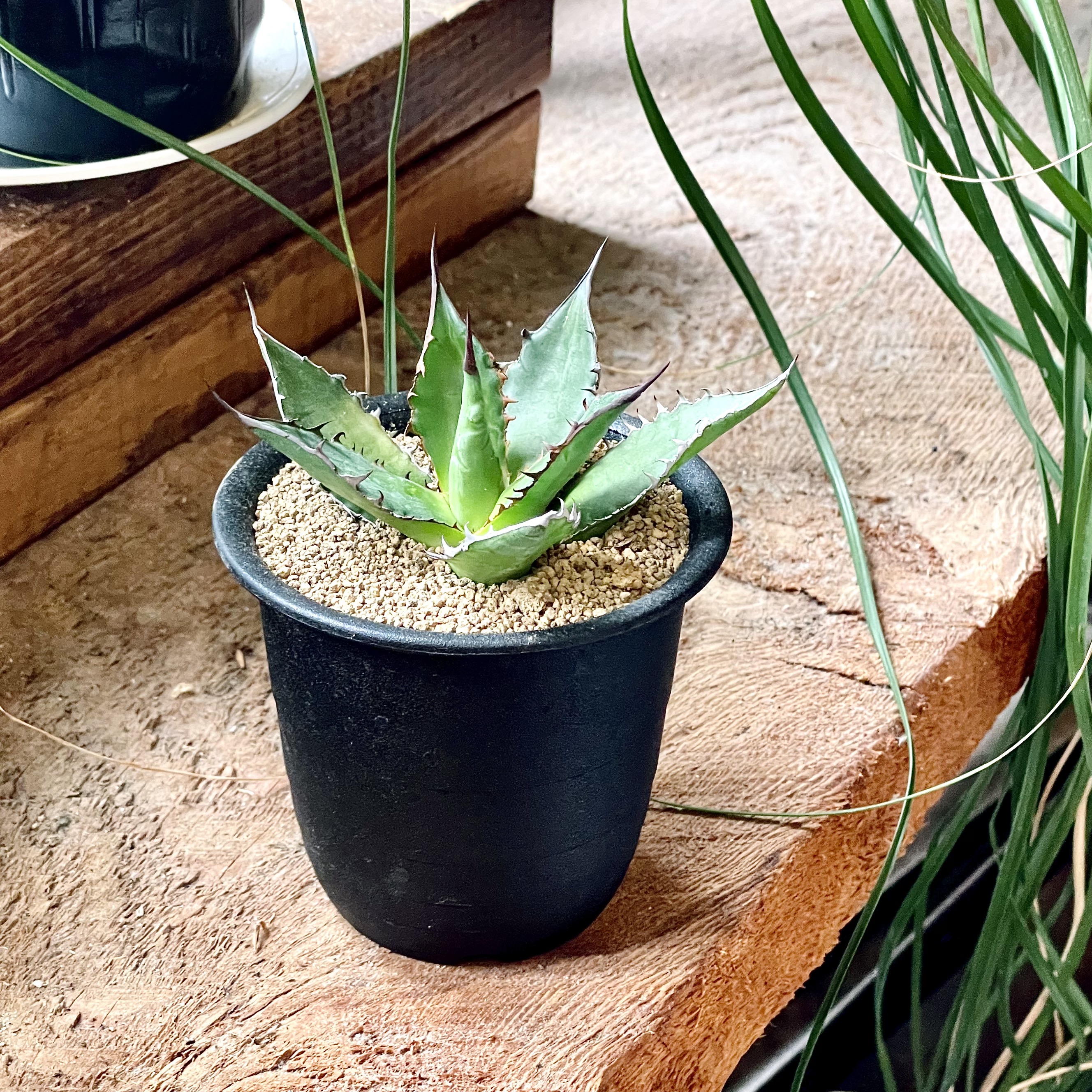 Agave horridaアガベ ホリダ 3号置き鉢 - GREENLife JOURNAL Agave horridaアガベ ホリダ 3号置き鉢 - GREENLife JOURNAL