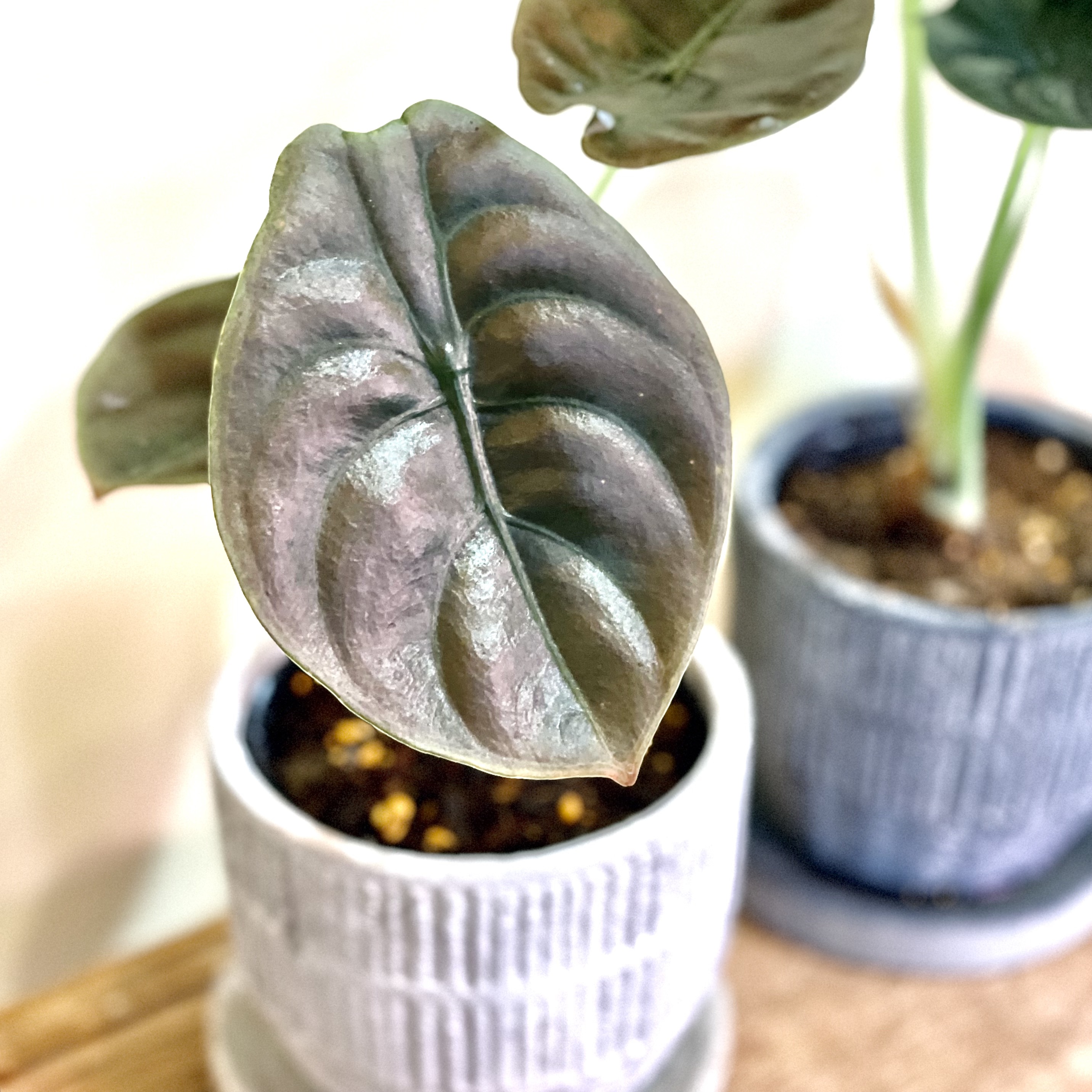 Alocasia cupreaアロカシア クプレア3.5号 置き型 - GREENLife Alocasia cupreaアロカシア クプレア3.5号 置き型 - GREENLife