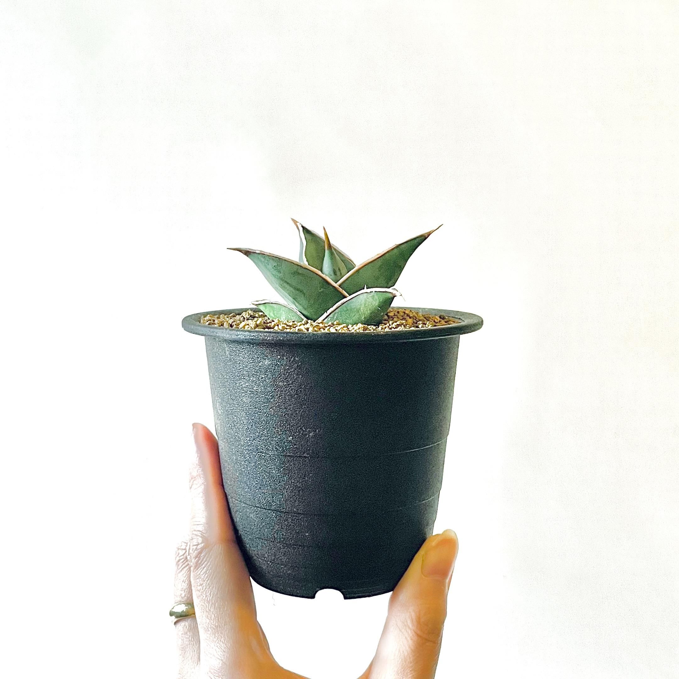 Sansevieria Pinguiculaサンスベリア ピングイキュラ 3号 置き鉢