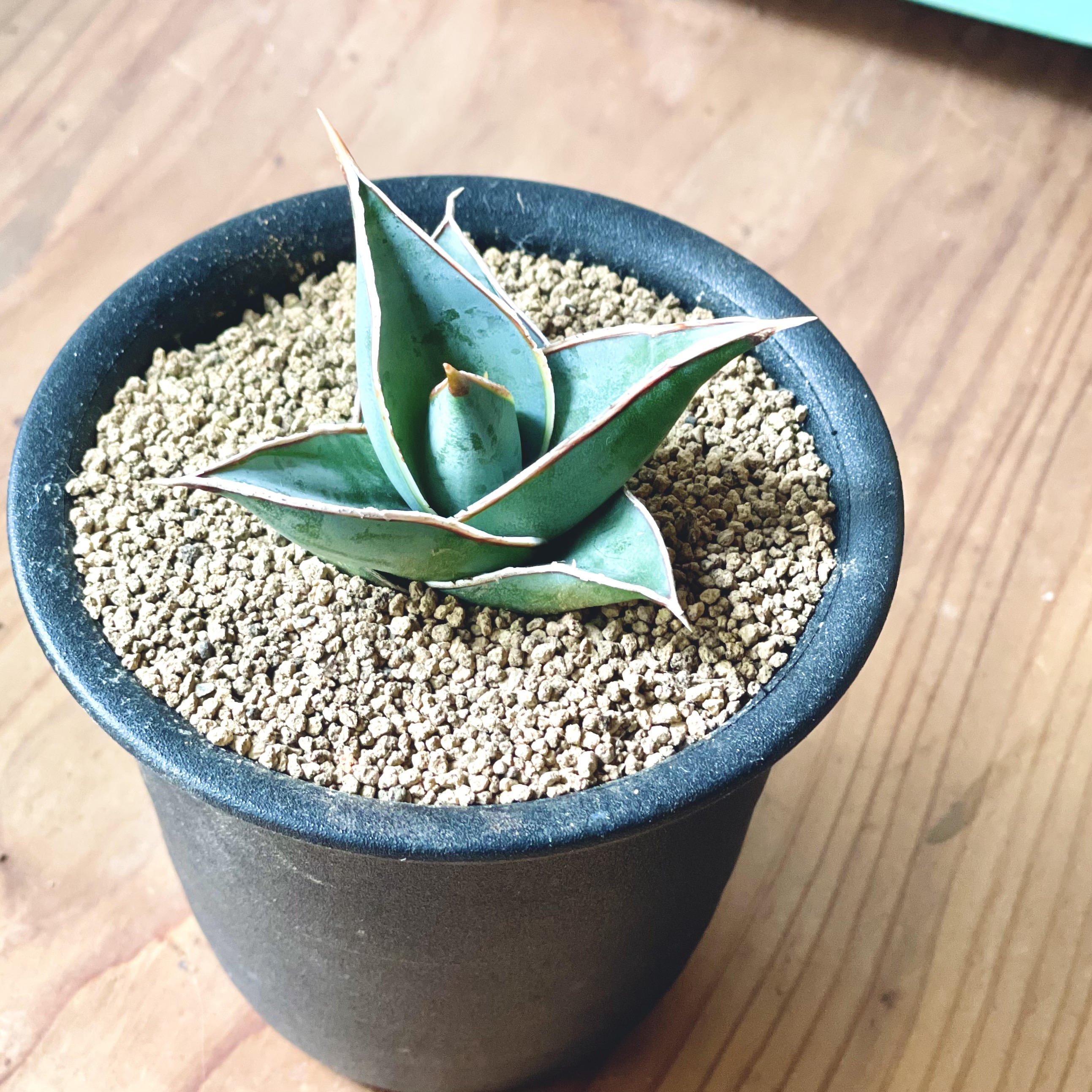 Sansevieria Pinguiculaサンスベリア ピングイキュラ 3号 置き鉢