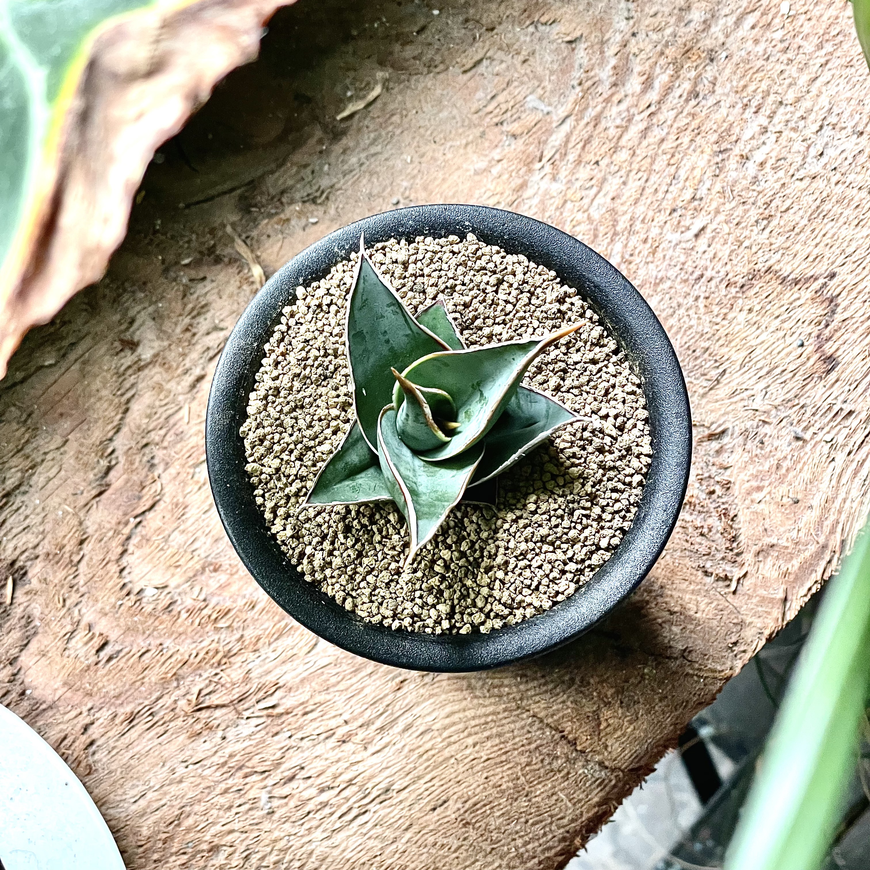 Sansevieria Pinguiculaサンスベリア ピングイキュラ 3号 置き鉢