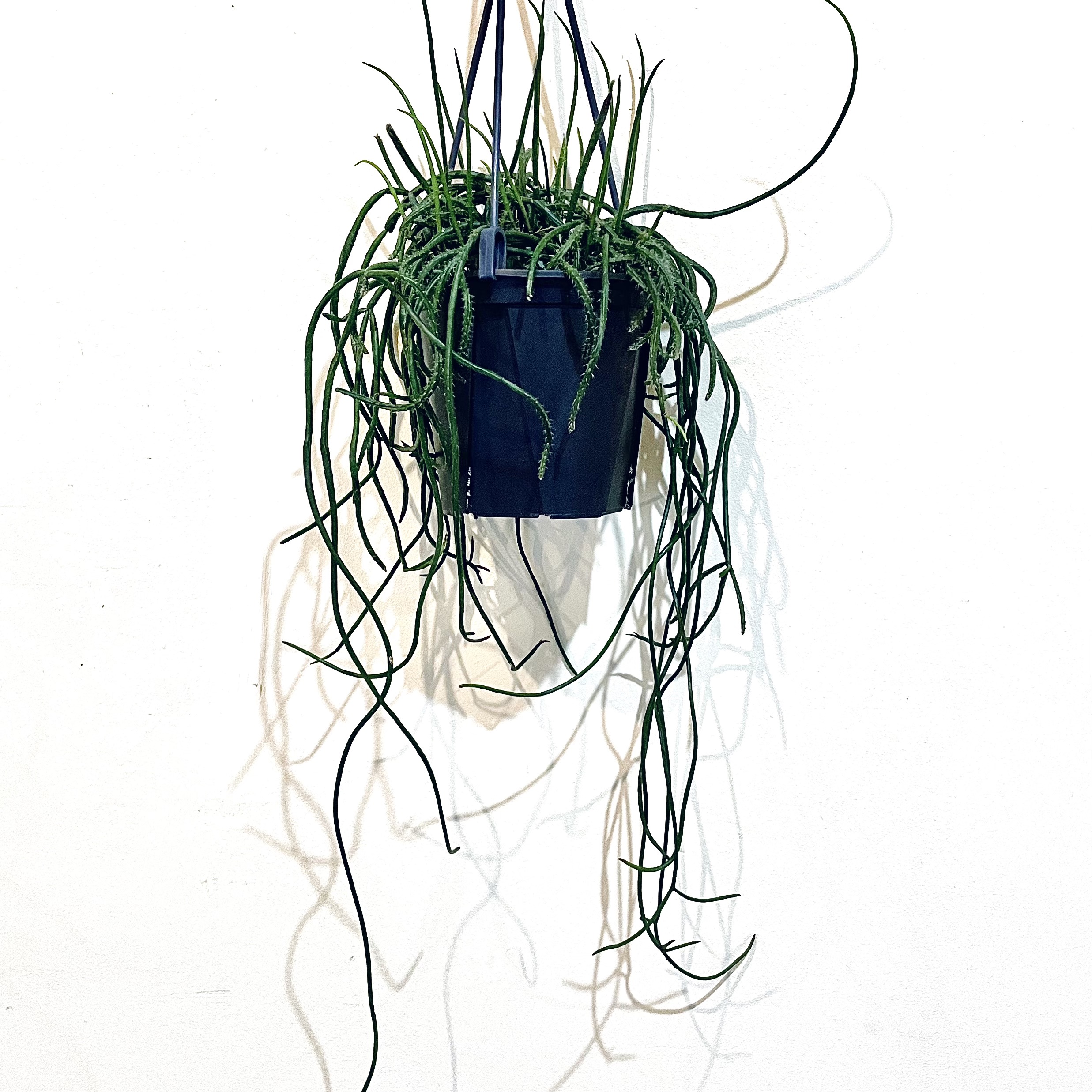 Rhipsalis puniceodiscusリプサリス プニセオディスクス 4号