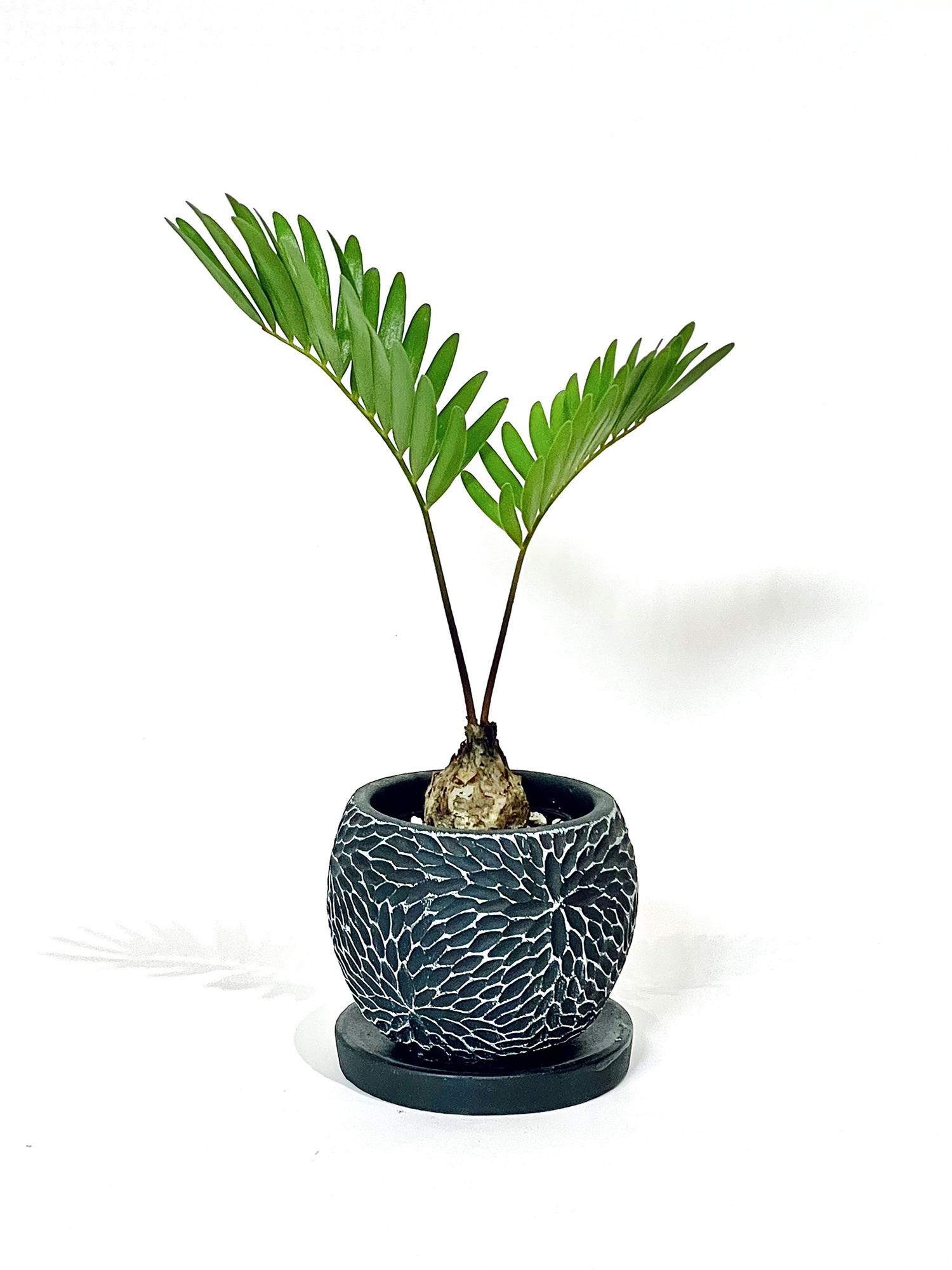 POT CATEGORY