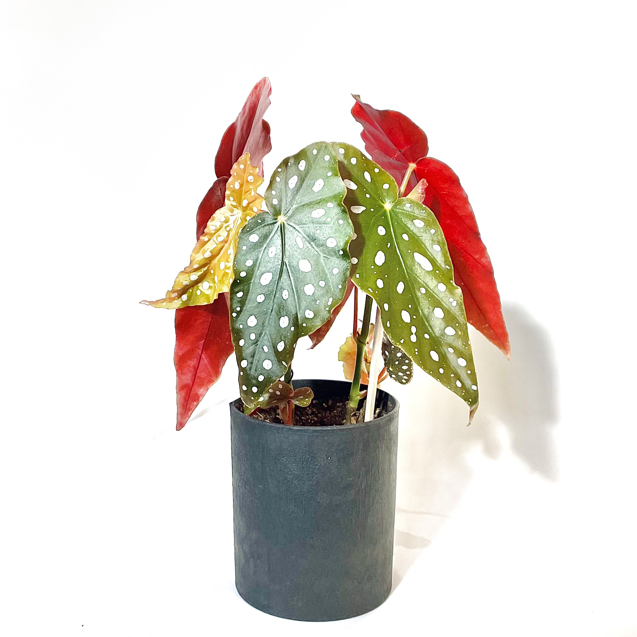 Begonia maculataベゴニア マクラータ 4号置き鉢 - GREENLife Begonia maculataベゴニア マクラータ 4号置き鉢 - GREENLife