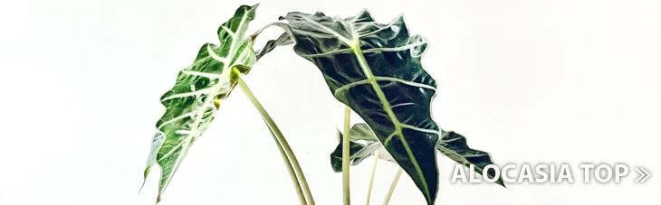 Alocasia cupreaアロカシア クプレア3.5号 置き型 - GREENLife Alocasia cupreaアロカシア クプレア3.5号 置き型 - GREENLife
