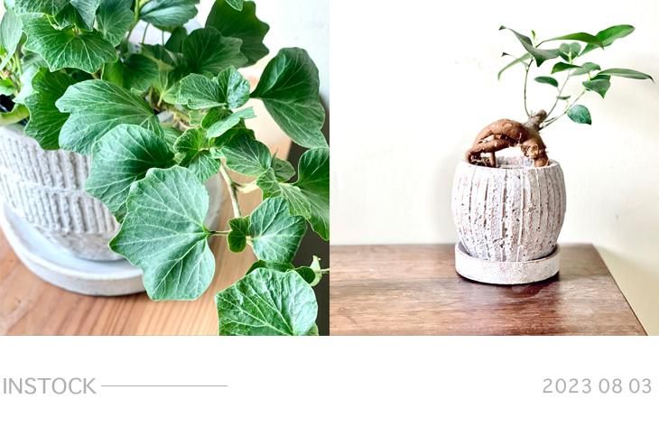 GREENLife JOURNAL